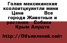 Голая мексиканская ксолоитцкуинтли мини › Цена ­ 20 000 - Все города Животные и растения » Собаки   . Крым,Алушта